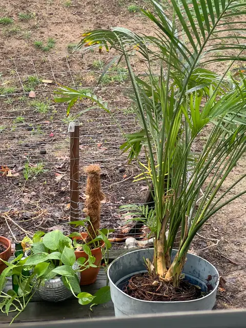 Bringing the jungle vibes outside.